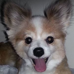 Meet your Posher, Connie